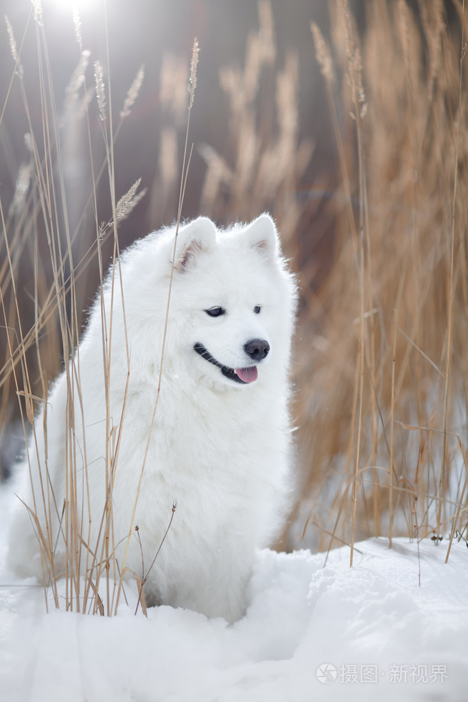 美丽的白色萨摩耶德犬