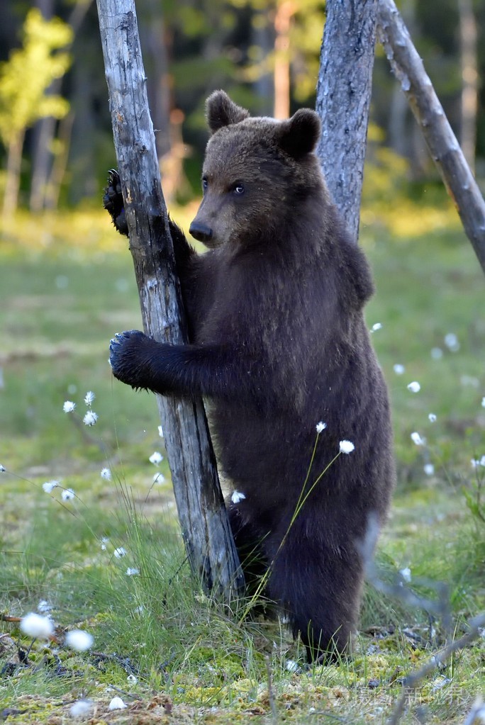 在野生动物的棕色的熊崽