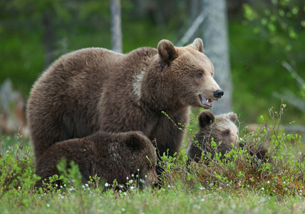 俄罗斯小熊女性的棕色的熊,小熊照片