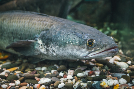 包含象形文字和平宁静明朗欢乐矢量黑白黑鱼图案, 白色背景上的黑白