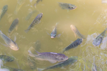 鱼塘中的许多罗非鱼鱼照片