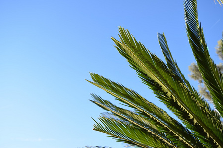棕榈树在蓝色阳光明媚的天空图片
