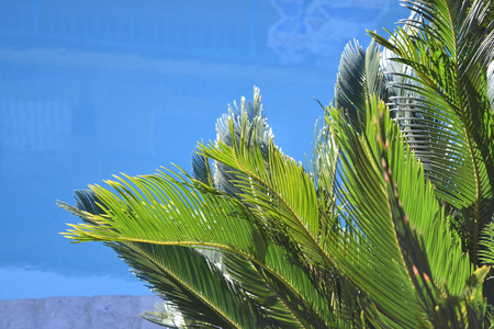 棕榈树在蓝色阳光明媚的天空图片