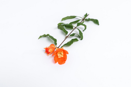 盛开的石榴特写白色背景上的石榴花照片