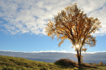 太阳照耀着一棵树在秋天照片