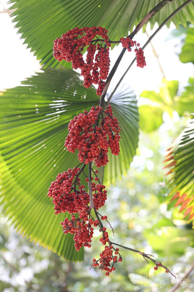 热带棕榈树上的巴兰果实