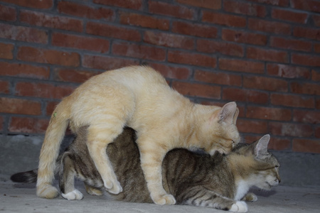 动物交配交配家猫. 动物的自然行为.照片