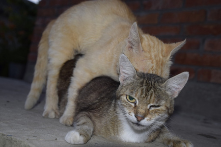 交配家猫. 动物的自然行为.照片
