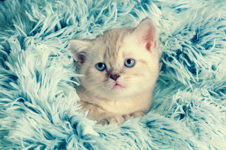 小猫从毯子下面窥视图片