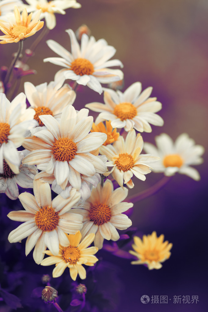 花园里的洋甘菊花