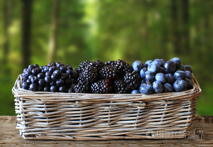 森林莓果收获在篮子里