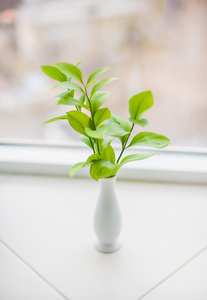 室内植物在窗台上花瓶里图片