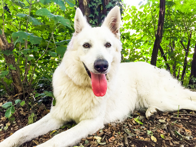 白色瑞士牧羊犬小狗图片