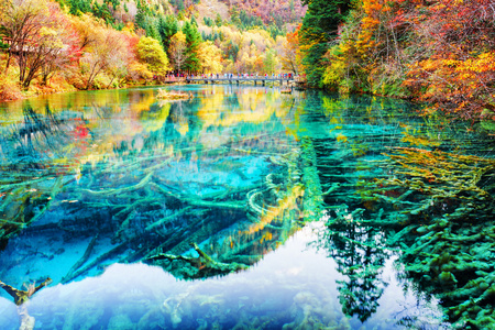 五花湖水中奇妙的沉水树干图片