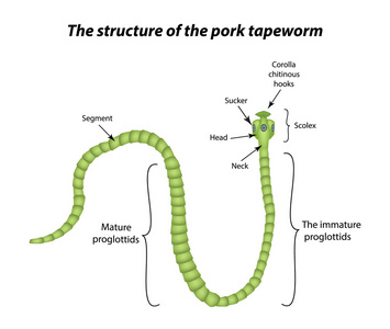 猪带绦虫 结构图图片