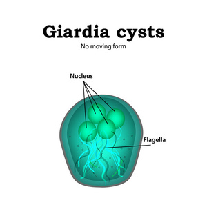 对孤立背景矢量图火焰扁鲨-刺尻鱼顶鞭毛束寄生虫 naegleria fowleri