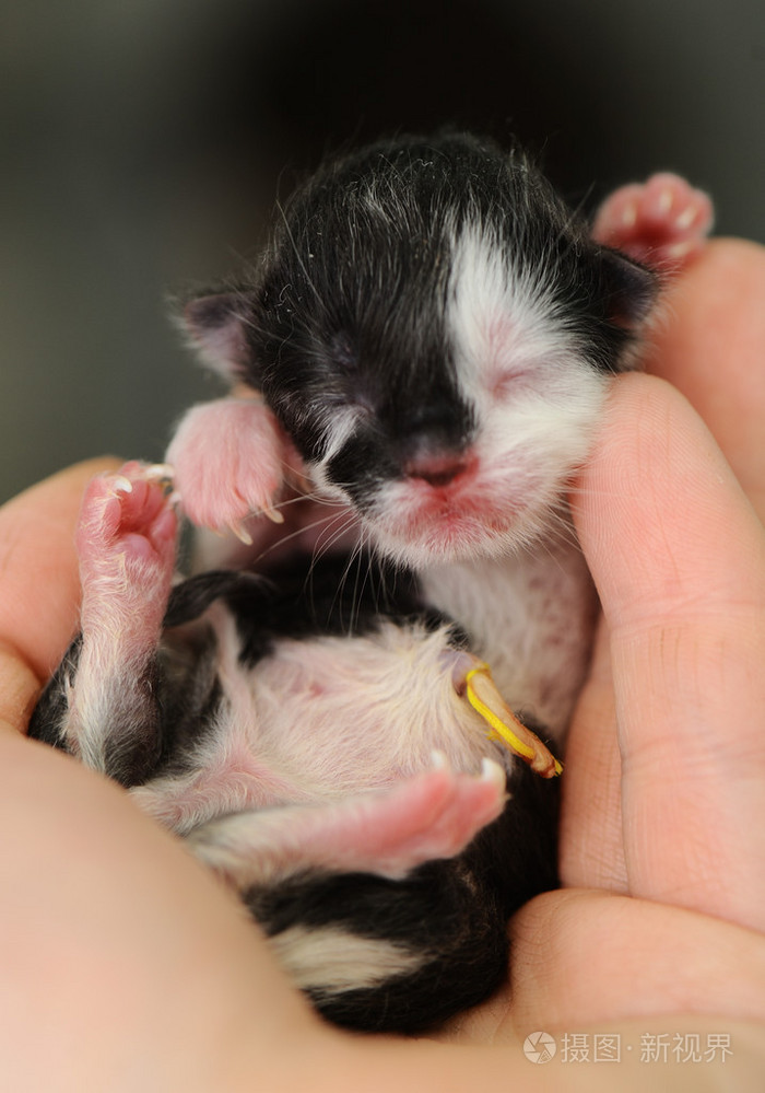 刚出生的小猫在兽医诊所