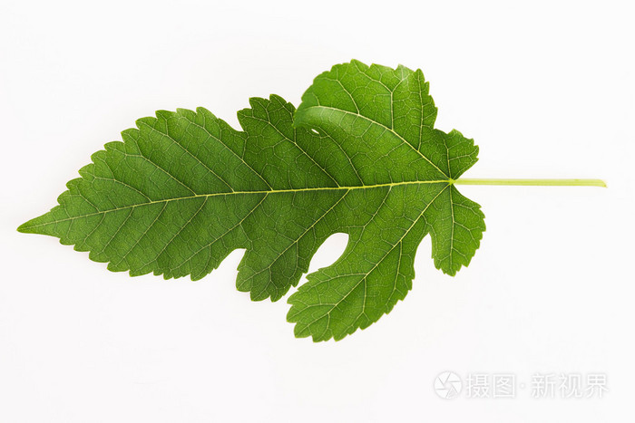 桑叶在白色背景的特写视图