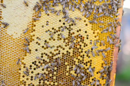 蜂巢黄色框架上的蜜蜂图片
