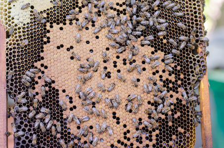 蜜蜂在蜂巢上图片