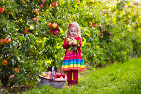 在果园里的果子摘苹果从树上的小女孩照片