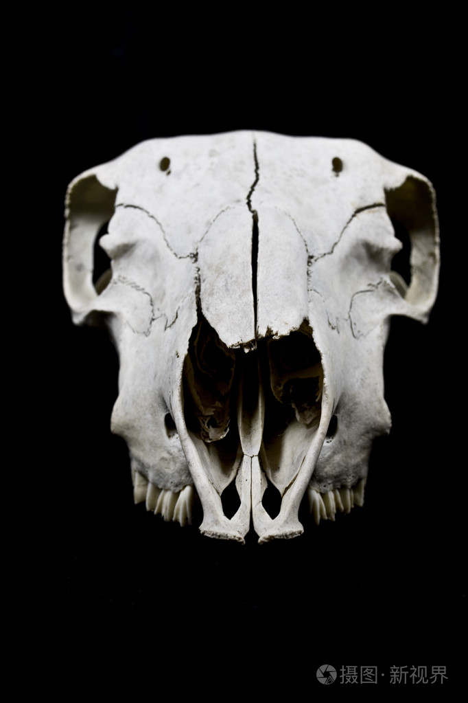 孤立在黑色背景上的羊头骨照片-正版商用图片1oyc4f-摄图新视界