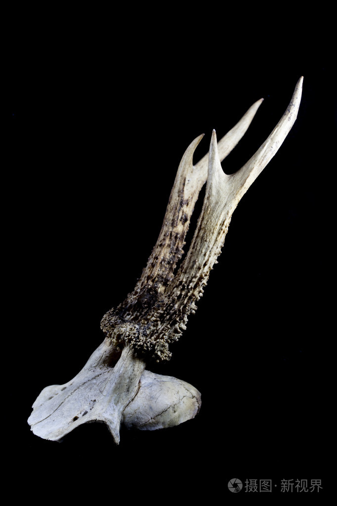 孤立的黑色背景上的鹿角