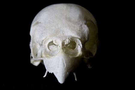 黑色背景上孤立的小鹦鹉头骨照片