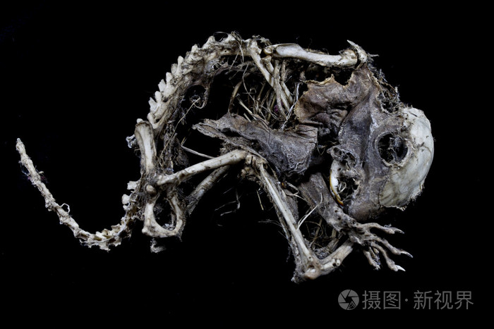 松鼠骨架孤立在黑色背景上