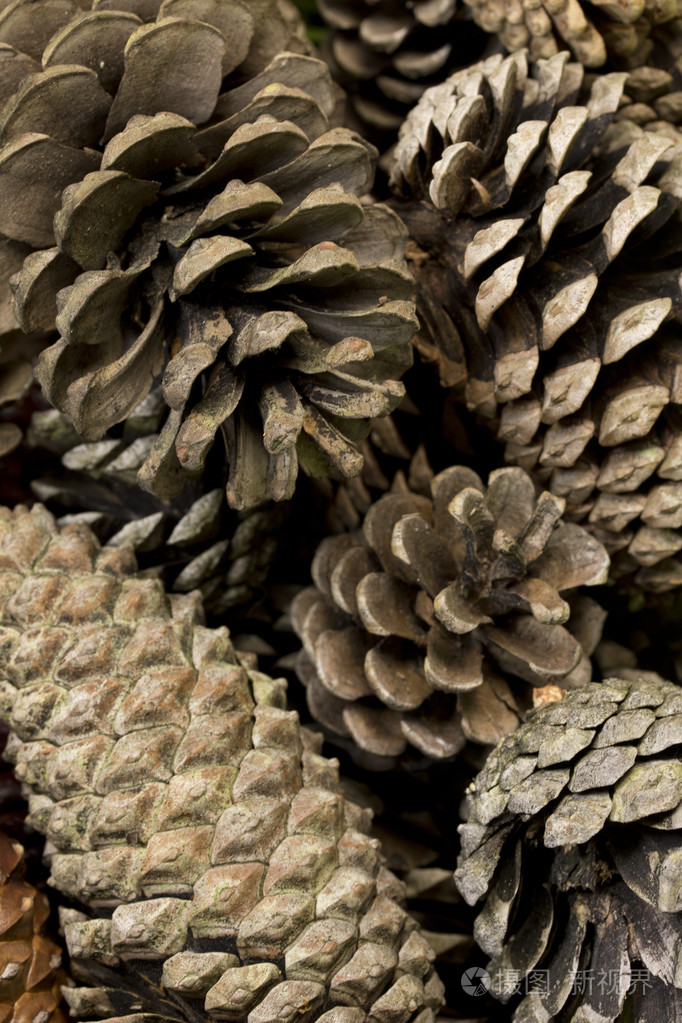 在白色背景上的松果