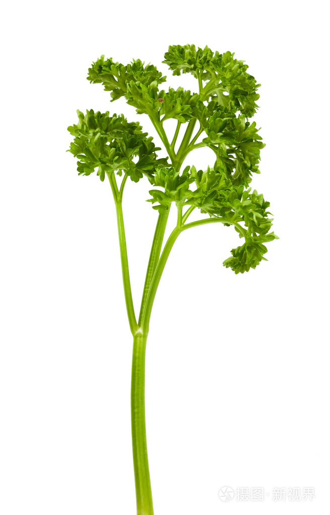 绿色的新鲜欧芹隔离