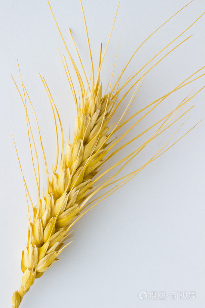 在白色背景上的小穗小麦