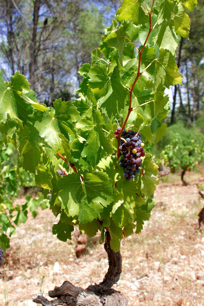 葡萄树上