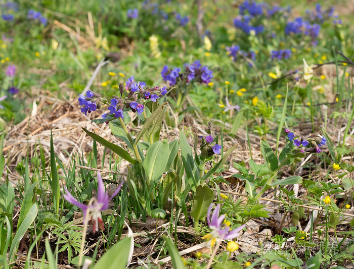 春天的盛开的龙草.鲜花领域
