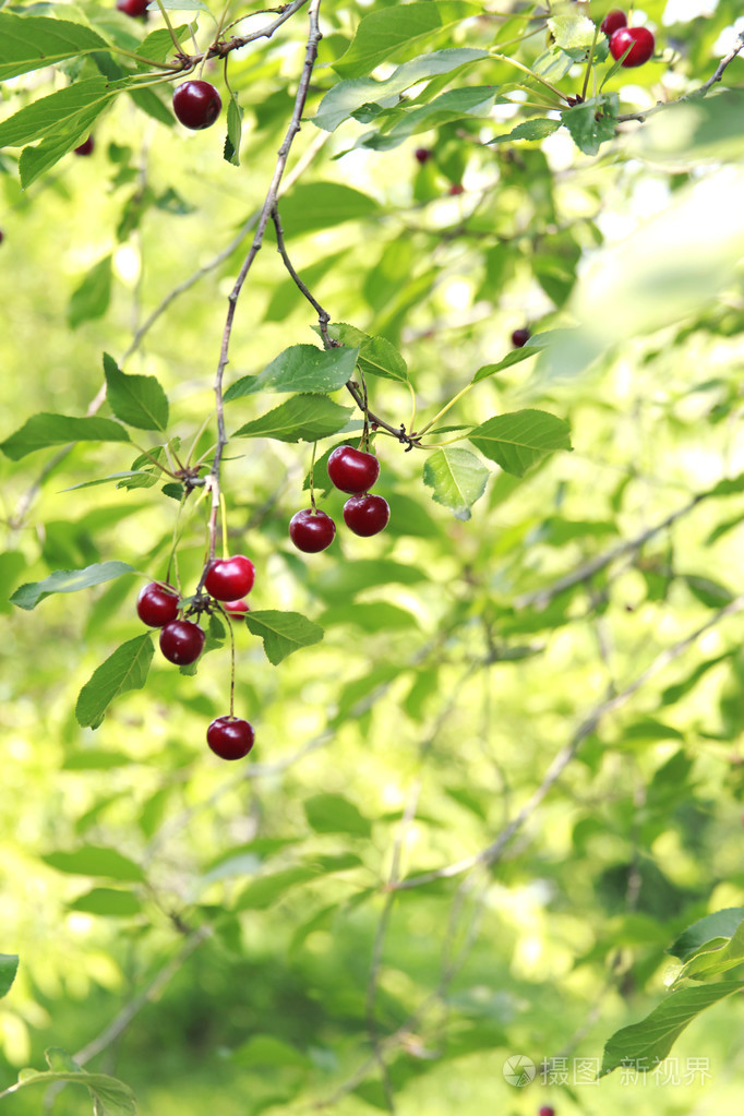 樱桃部分的红樱桃樱桃树的一个分支