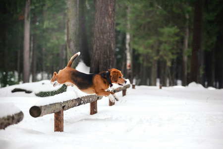 狗繁殖小猎犬在冬季森林散步图片