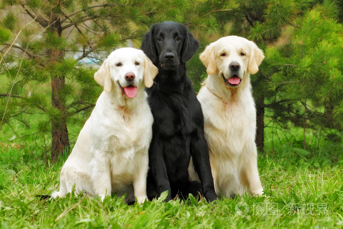 集团的三条狗单位镀膜猎犬和两个金色检索