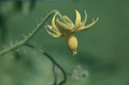 番茄花在幼苗上图片