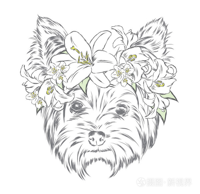 约克夏犬插画-正版商用图片1oz6o5-摄图新视界