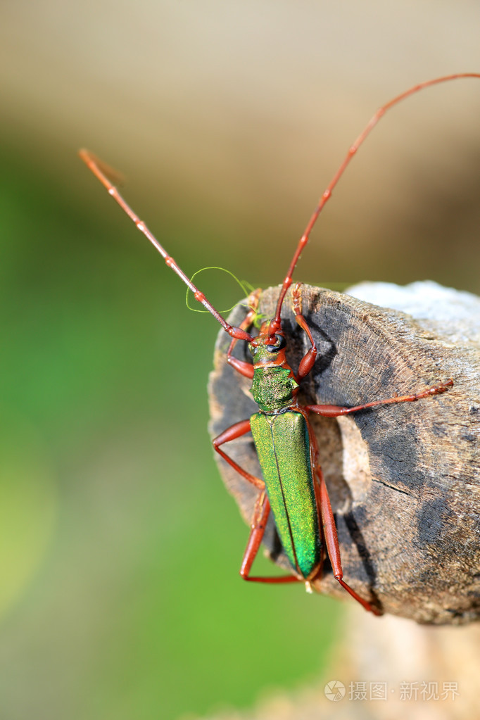 日本schwarzeriumquadricolle甲虫