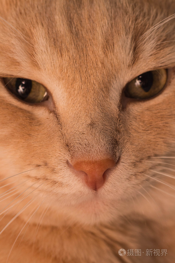 红猫特写