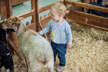 放逸小女孩抚摸一只小羊羔照片
