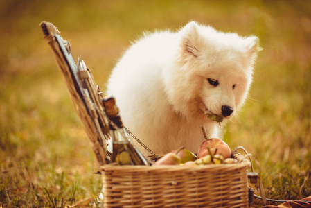在附近野餐篮子的褐色平原上吃桃子的萨摩耶小狗照片