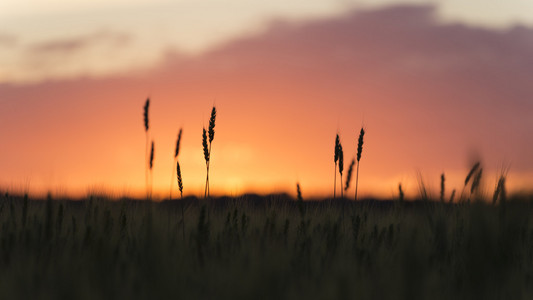 麦子植物的五头在日落时剪影图片
