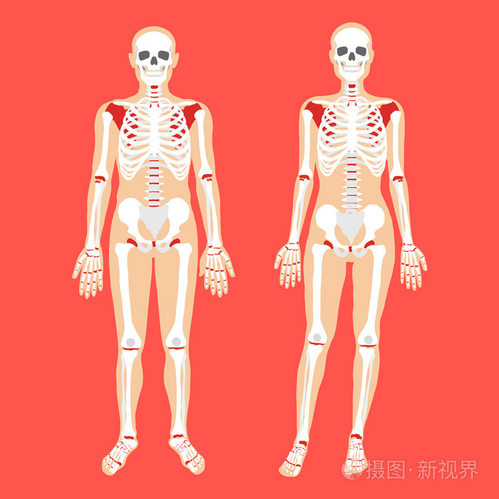 人体解剖学和骨骼系统男性和女性的身体和骷髅现代的概念平面样式设计