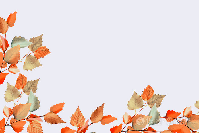 秋天的叶子上孤立的白色背景