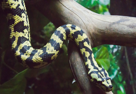 斑点的布什在树干上的斑点的蛇照片