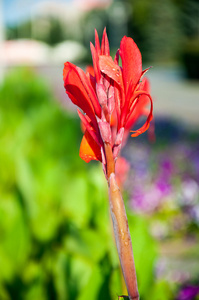 美人蕉花红色图片