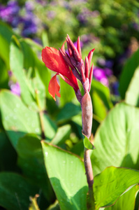 美人蕉花红色图片