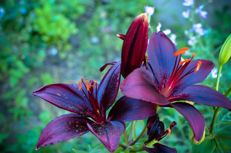 在背景上带有黑色花瓣的百合花的宏观摄影照片